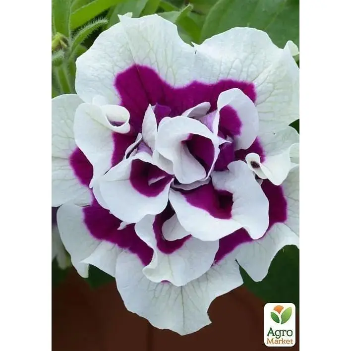 Саженец Agro-Market Петуния полуампельная Tumbelina Bella (контейнер №10 высота 10-15 см) (49135) 1 шт. - фото 3