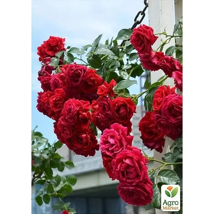 Роза плетистая Agro-Market Гранд Отель саженец класса АА+ высший сорт 1 шт. в упаковке (178145) - фото 2