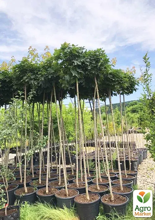 Саженец Agro-Market Клен штамбовый остролистный Globosum высота 180-200 см 1 шт. в упаковке (180158) - фото 4