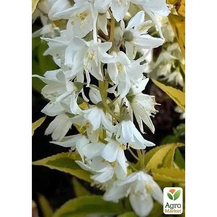 Саженец Agro-Market Дейция изящная Gracilis (181737) 1 шт. в упаковке - фото 2