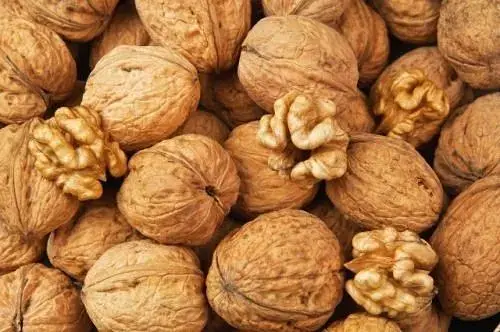 Саженец Agro-Market Грецкий орех Великан (средний срок созревания) 1 шт. в упаковке (53327) - фото 3
