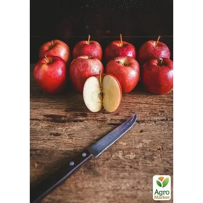 Саженец Agro-Market Яблоня Джонаголд Декоста (зимний сорт, поздний срок созревания) (39829) 1 шт. в упаковке - фото 2