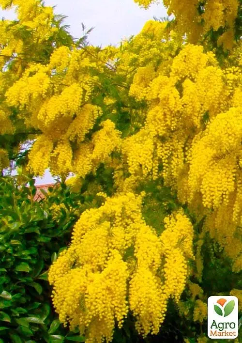 Саженец Agro-Market Мимоза (Acacia Dealbata) (49843) - фото 3
