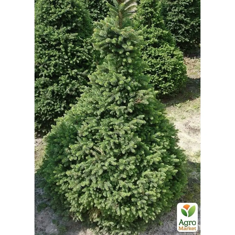 Саджанець Agro-Market Ялина звичайна Will's Zwerg C2, висота 15-20 см (176880) - фото 2