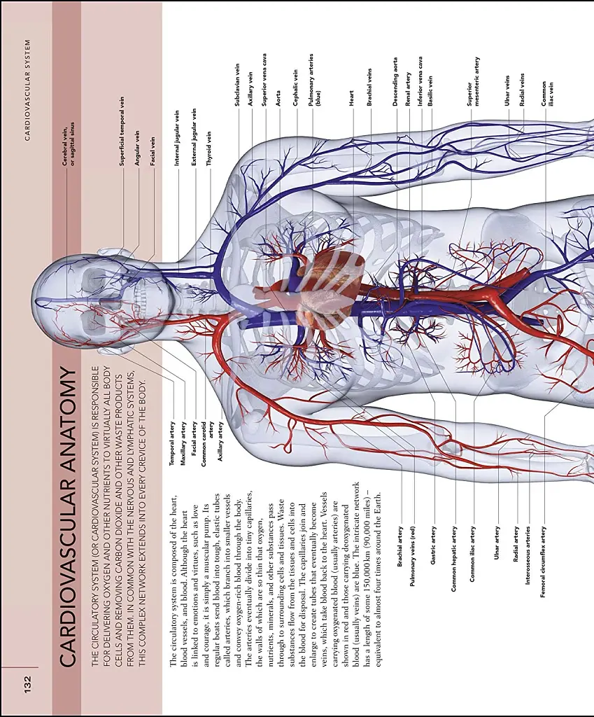 The Human Body Book - фото 8