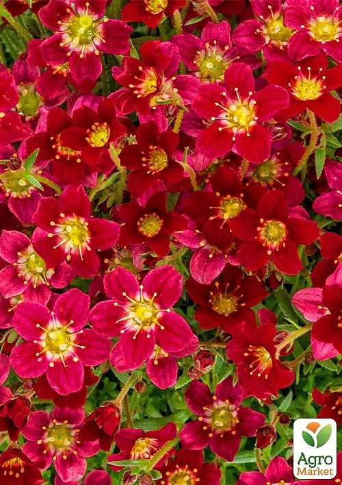 Саженец Agro-Market Камнеломка Арендса Highlander Red (179317) - фото 3