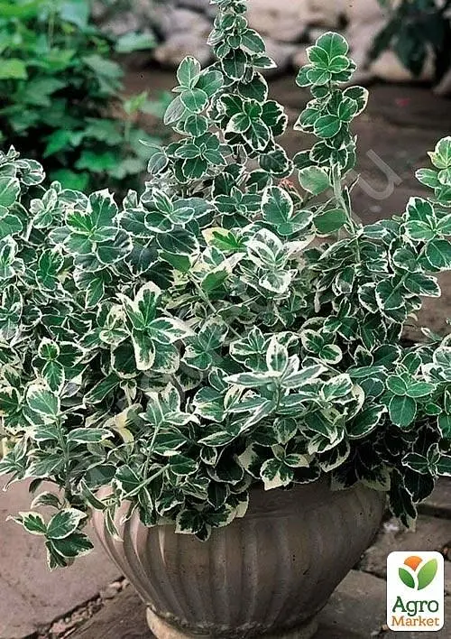Саджанець Agro-Market Бересклет Форчуна 2-х річний Emerald Gaiety (висота 20-40см) (114816) - фото 3