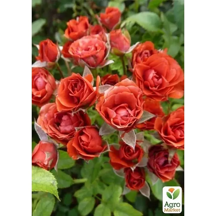 Роза мелкоцветковая (спрей) Agro-Market Миджет саженец класса АА+ высший сорт 1 шт. в упаковке (178128) - фото 2