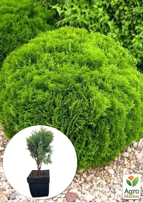 Саженец Agro-Market Туя западная 4-летняя Danica (Thuja occidentalis) С3 высота 20-30 см 1 шт. в упаковке (116266) - фото 2