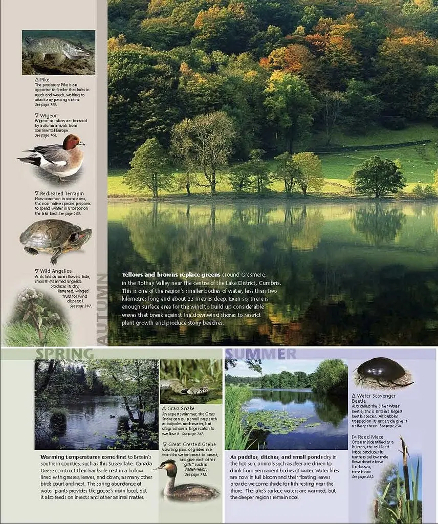 Wildlife of Britain and Ireland - фото 5