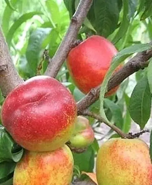 Саженец Agro-Market Нектарин Рубиновый (лысый персик, летний сорт, средний срок созревания) (15918) 1 шт. в упаковке - фото 5