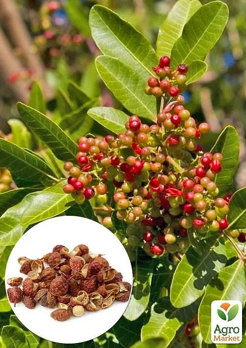 Саженец Agro-Market Сычуаньский перец Zanthoxylum (перечное дерево) 10 см 1 шт. в упаковке (90555) - фото 2