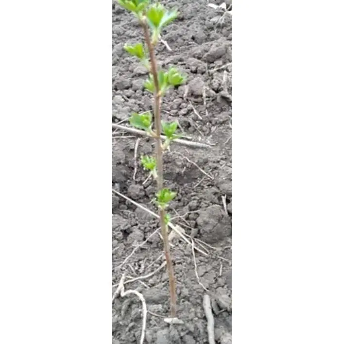 Саджанець Agro-Market Смородина чорна Чорний Бумер (ранній термін дозрівання, смак один з кращих серед великоплідних) 1 шт. в упаковці (17544) - фото 5