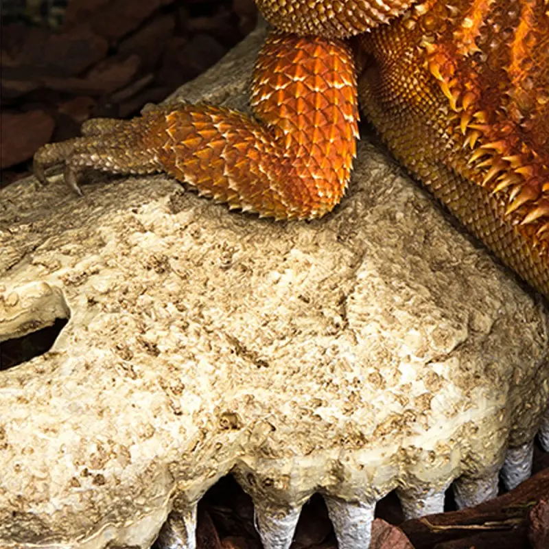 Крокодилячий череп Repti-Zoo Crocodile Skull M ERS34M 18x10x5,5 см - декоративне укриття для тераріуму та акваріуму - фото 4