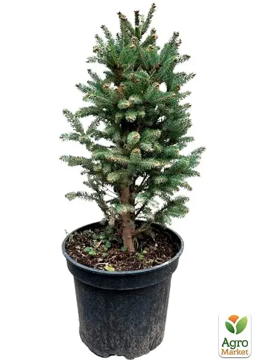 Саженец Agro-Market Ель канадская Cinderella С3 высота 45-55 см 1 шт. в упаковке (176426) - фото 4