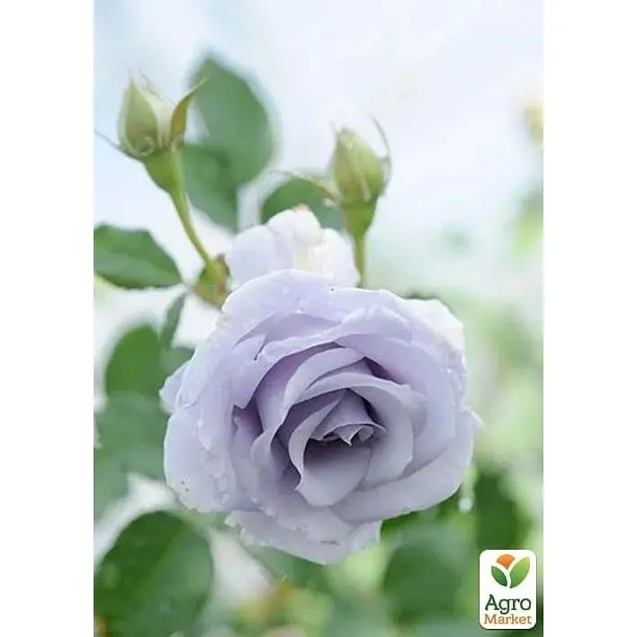 Троянда флорибунда Agro-Market Turn Blue саджанець класу АА+ вищий сорт 1 шт. в упаковці (181185) - фото 2