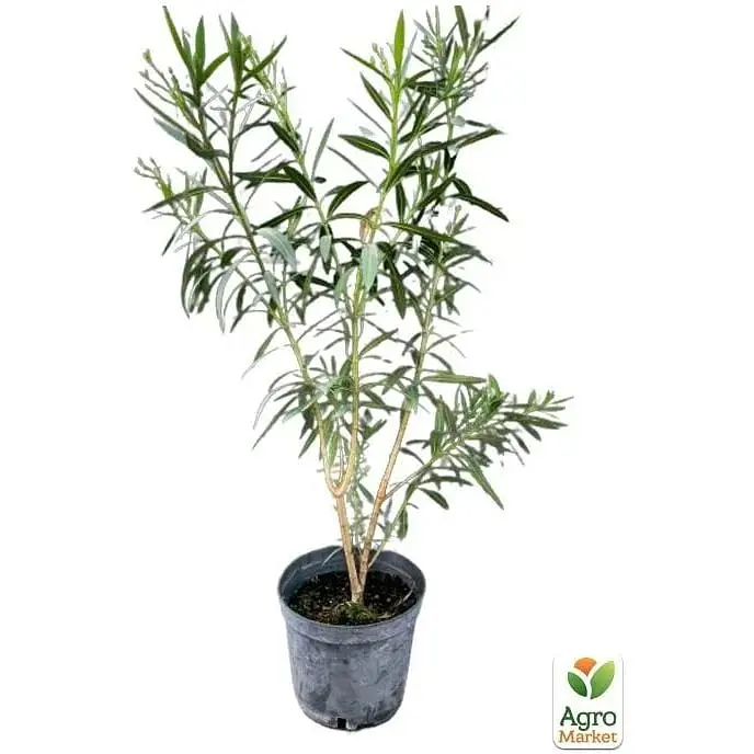 Саженец Agro-Market Олеандр белый Soeur Agnes С10 высота 130-150 см (180160) 1 шт. в упаковке - фото 4