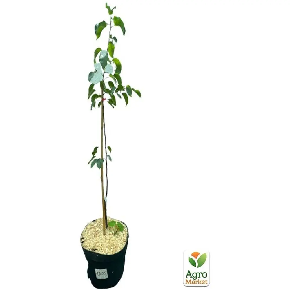 Саженец Agro-Market Груша Кыргызская укоренена в контейнере (саженец 2 года) (101879) - фото 3