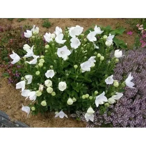 Луковица Agro-Market Широкозвонок (platycodon) Grandiflorus Albus (23578) 1 шт. - фото 3