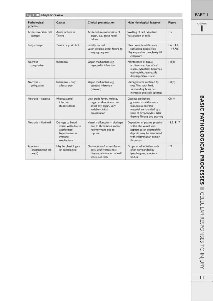 Wheater's Basic Pathology: A Text, Atlas, and Review of Histopathology. International Edition, 5th Edition - фото 14