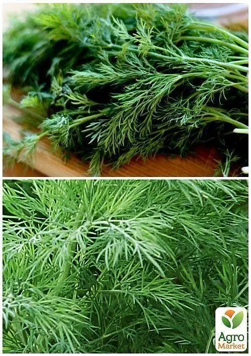 Насіння Agro-Market Кріп геркулес на вагу ціна за 20 г (22056) - фото 3