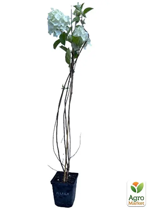 Саджанець Agro-Market Гортензія 3-х річна волотиста Melba (167000) - фото 2