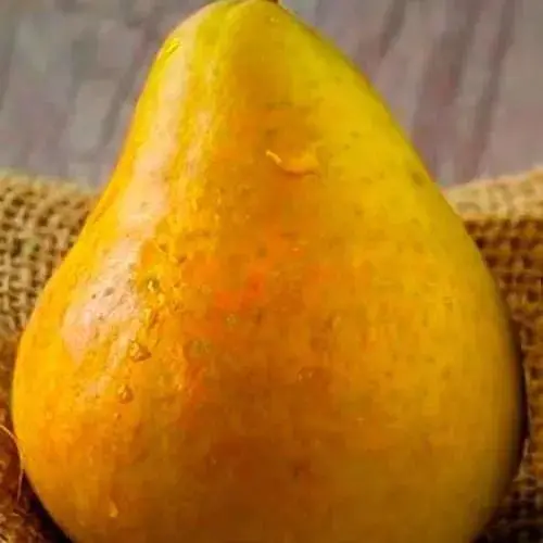 Саджанець Agro-Market Груша Дюшес (зимовий сорт, пізній термін дозрівання) (15811) 1 шт. в упаковці - фото 2