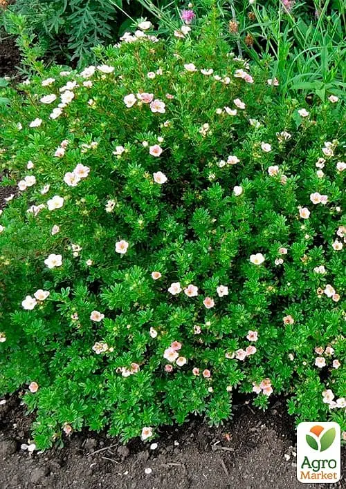 Саженец Agro-Market Лапчатка кустарниковая Pink Beauty (178645) - фото 3