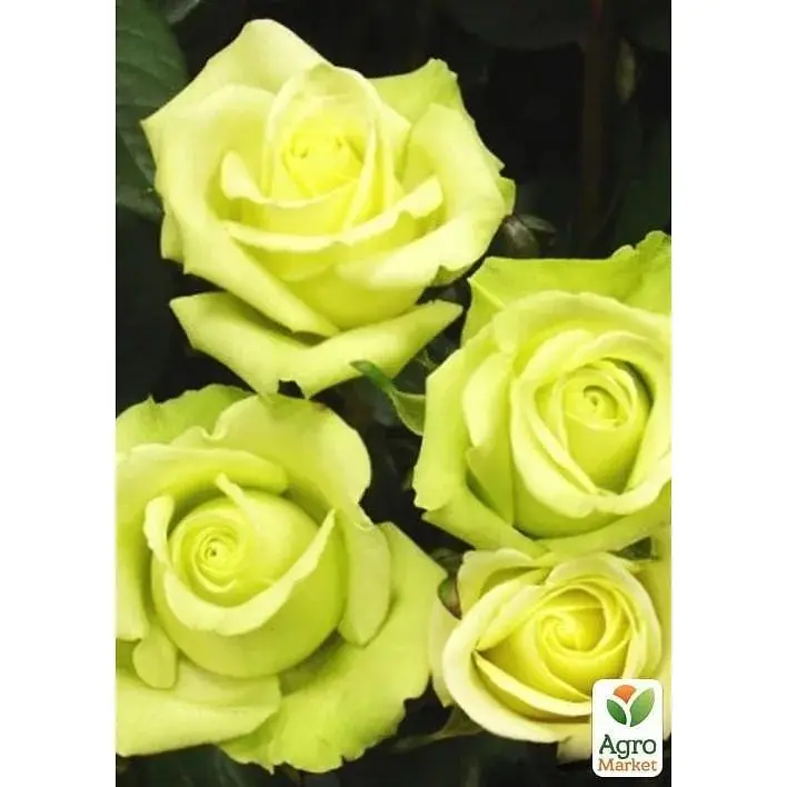 Троянда чайно-гібридна Agro-Market Super Green саджанець класу АА+ вищий сорт 1 шт. в упаковці (37201) - фото 3