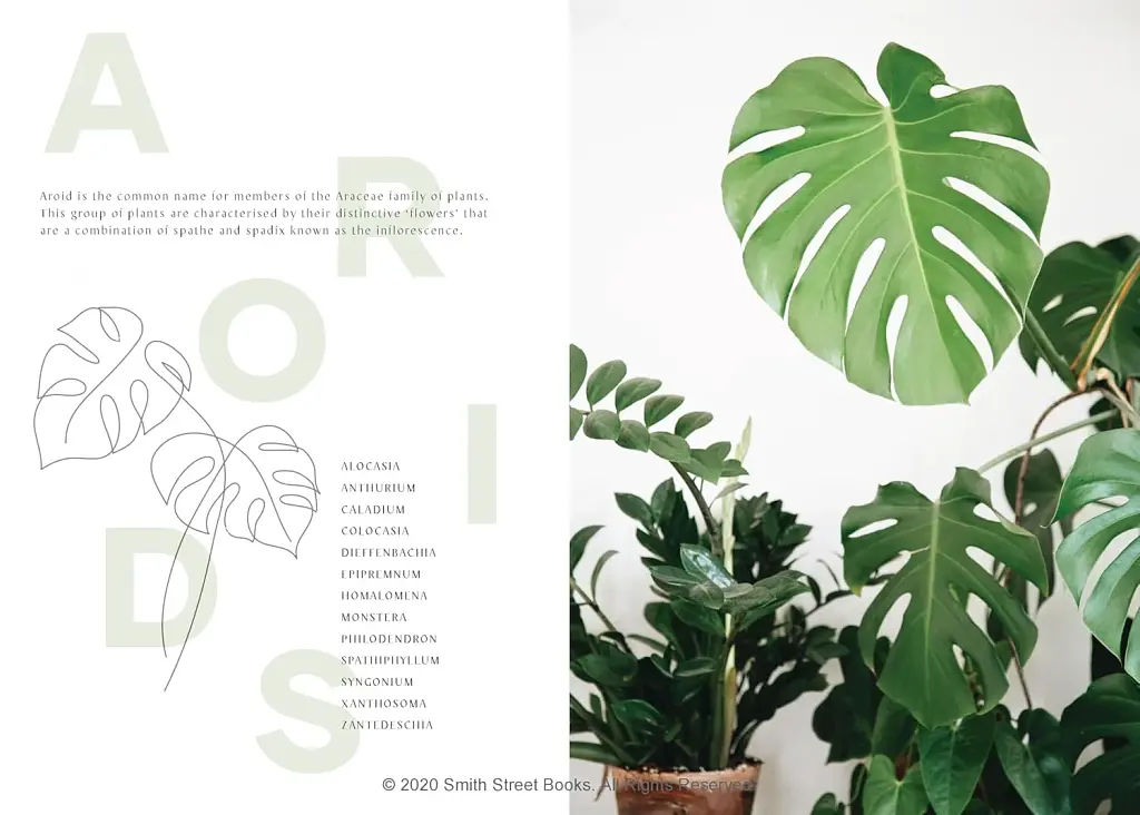 Plantopedia - фото 2