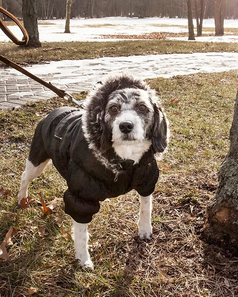 Куртка-парка Metallic Fashion Pet для собак - фото 8