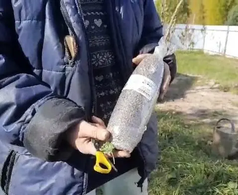 Саженец Agro-Market Малиновое дерево Атлант (один из лучших сортов в мире!) 1 шт. в упаковке (46065) - фото 3