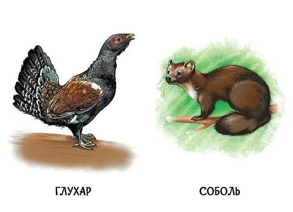 22 картинки. Улюблені тварини - - фото 2