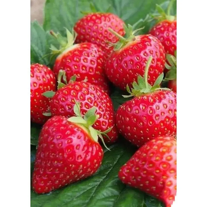 Саджанець Agro-Market Полуниця Хоней (Honey) 5шт (ранній термін дозрівання, стійкий до хвороб і шкідників) (23403) - фото 5