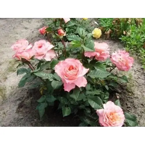 Саджанець Agro-Market Троянда англійська Avgusta Luise (17393) 1 шт. - фото 4