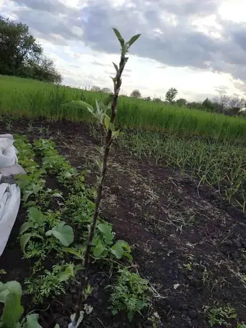 Саженец Agro-Market Яблоня колоновидная Джина (осенний сорт) 1 шт. в упаковке (15788) - фото 3