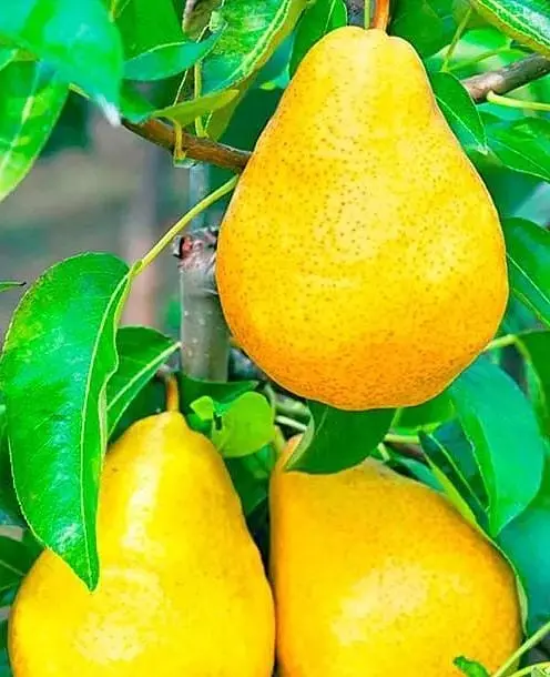 Саджанець Agro-Market Груша Абат Фетель (зимовий сорт, пізній термін дозрівання) (35451) 1 шт. в упаковці - фото 2