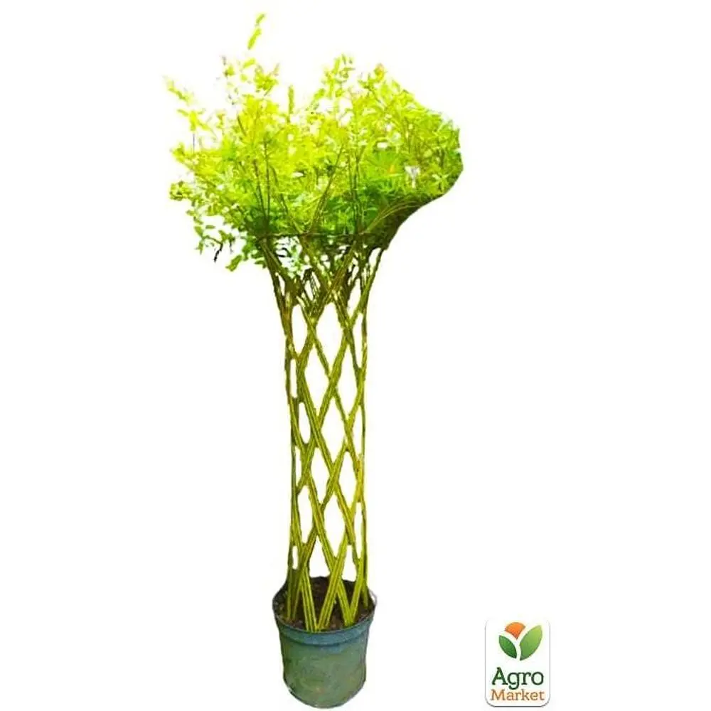 Саженец Agro-Market Ива плетеная Лучникова (высота 0,8-1,2м) вазон S2 (64528) - фото 2