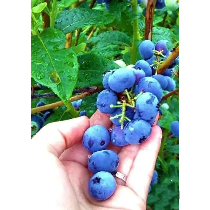 Саджанець Agro-Market Лохина (чорниця садова) середньопізня Чандлер (Chandler) тривале плодоношення 1 шт. в упаковці (25276) - фото 2