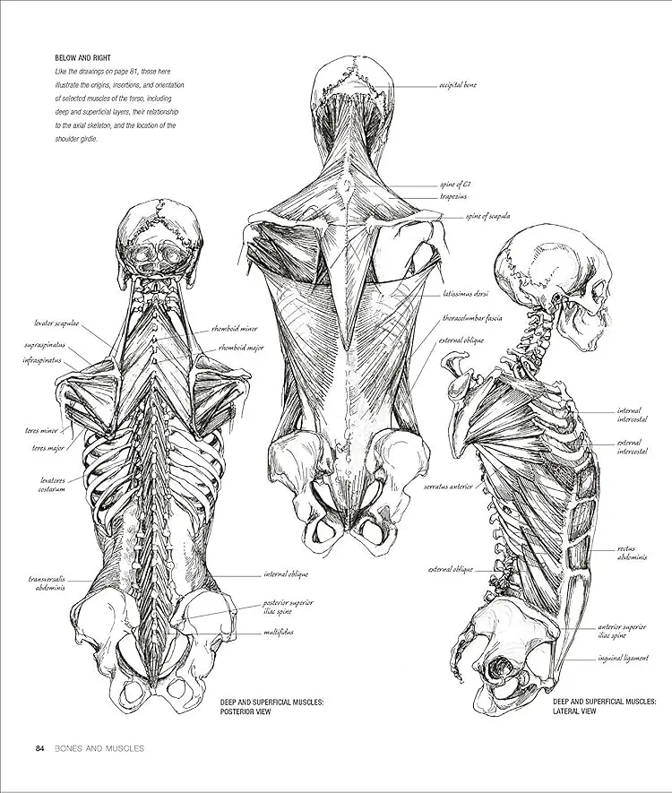Anatomy for the Artist - фото 4