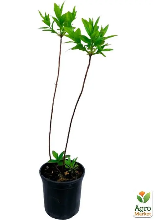 Саженец Agro-Market Азалия 2-х летняя Mandarin Lights С2 высота 25-50см (152174) - фото 3