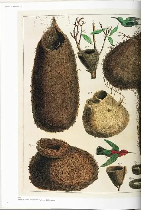 Seba. Cabinet of Natural Curiosities - фото 4