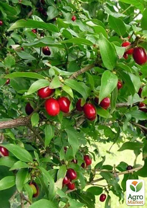 Саженец Agro-Market Кизил Йолико (ранний срок созревания, высокоустойчивый к морозам) 1 шт. в упаковке (35879) - фото 2