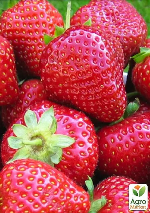Саженец Agro-Market Клубника Мадлен (Madlen) (ранний срок созревания, сорт устойчив к разным заболеваниям) 5 шт. в упаковке (71886) - фото 2