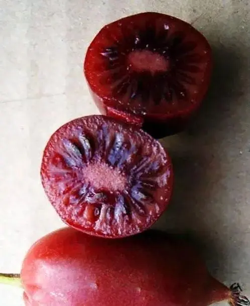 Саженец Agro-Market Актинидия Скарлет Септембер (мини-киви, морозостойкий сорт, ранний срок созревания) (43957) 1 шт. в упаковке - фото 3
