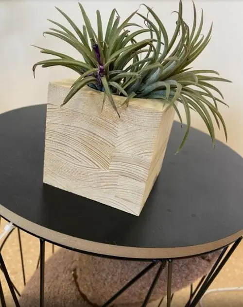 Саджанець Agro-Market Тілландсія Іонанта (Tillandsia Ionantha) атмосферна 1 шт. в упаковці (52061) - фото 5
