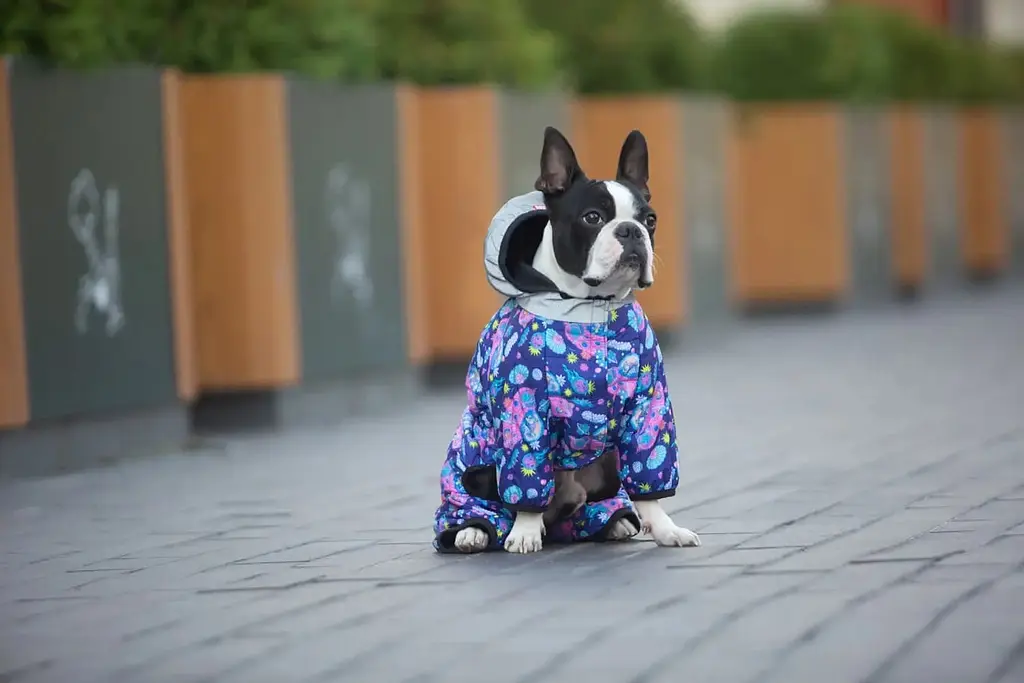 Комбінезон для собак Waudog Clothes, Рік та Морті 1, L55 - фото 4