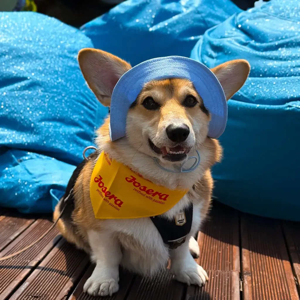 Панама для собак Hat-Dog ніжно-блакитна (L) - фото 7