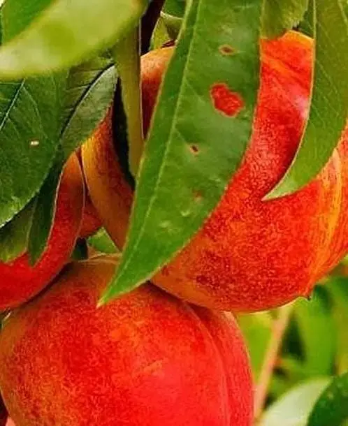 Саджанець Agro-Market Нектарин Ред Голд (лисий персик, літній сорт, середній термін дозрівання) (21366) 1 шт. в упаковці - фото 4