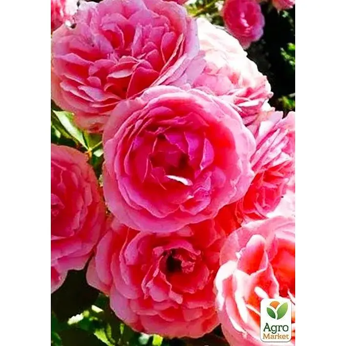 Троянда флорибунда Agro-Market Кімоно саджанець класу АА+ вищий сорт 1 шт. в упаковці (177029) - фото 3